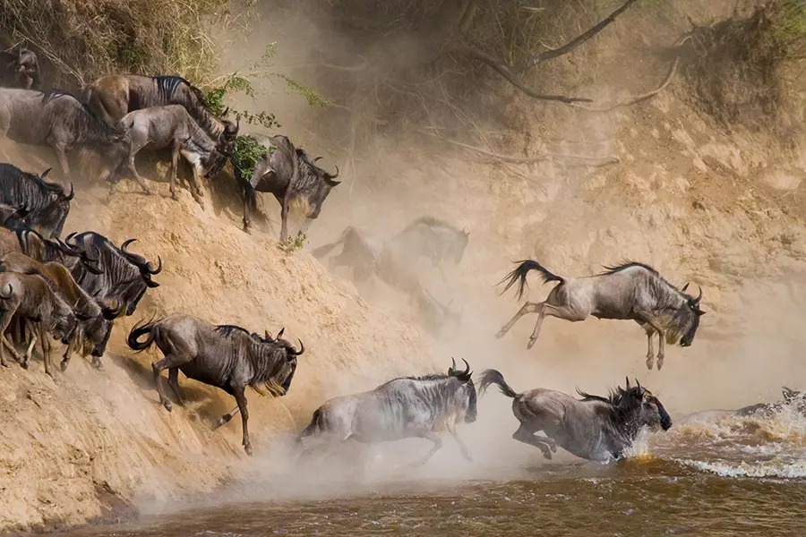 Masai Mara 