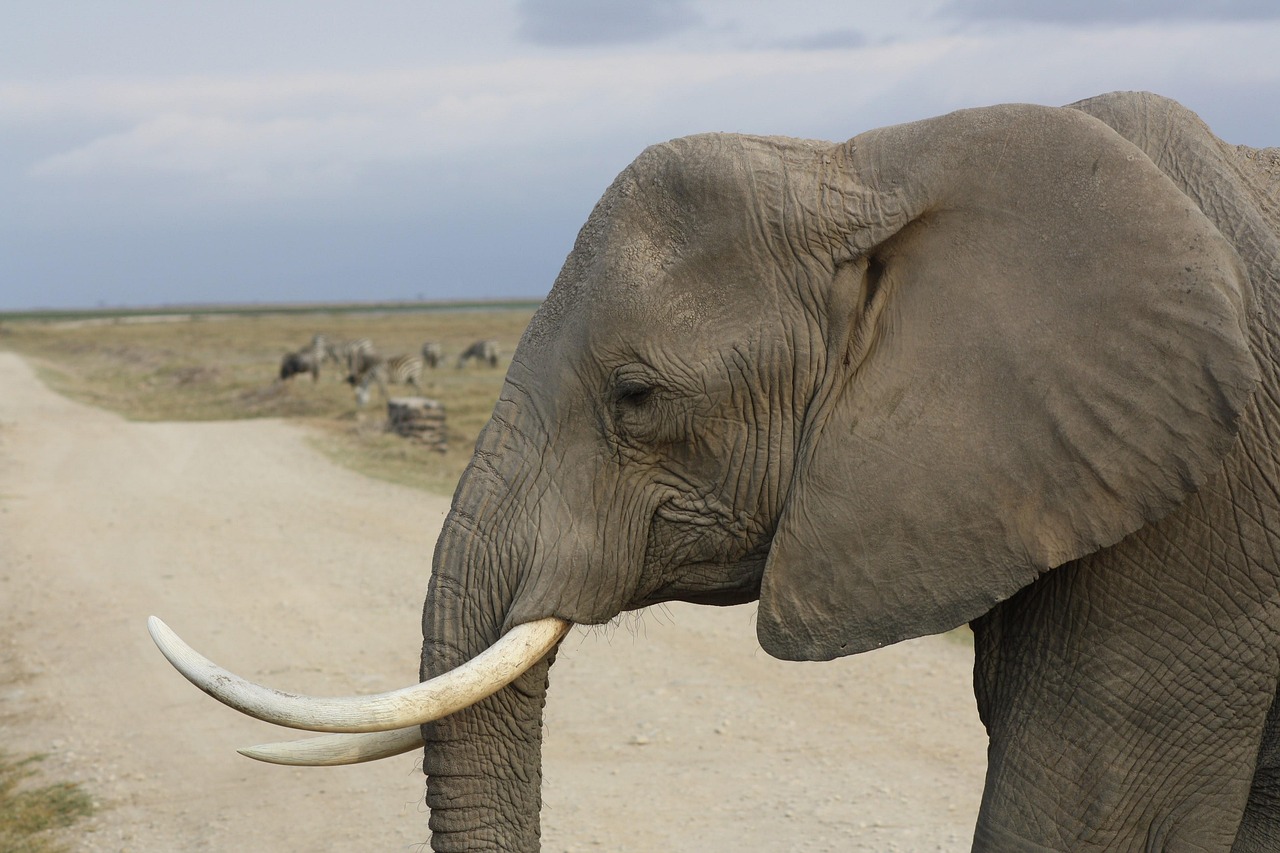 TSAVO KENYA