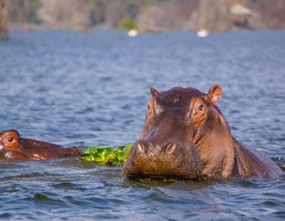 Discovery Naivasha 